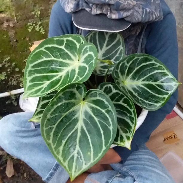 Tanaman hias dorayaki mangkok ORI cantik