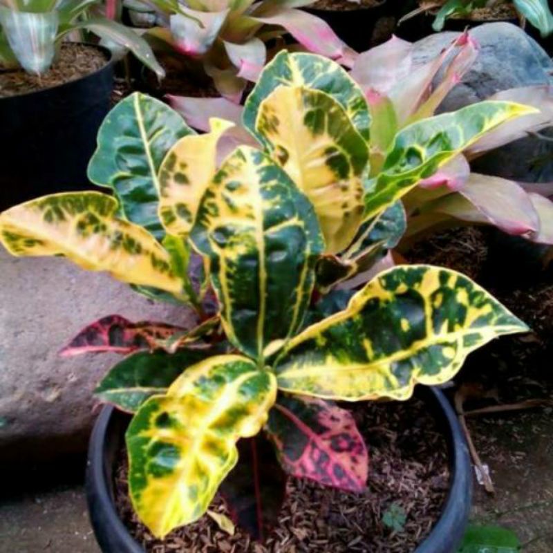 Tanaman hias - puring kura - tanaman puring kura