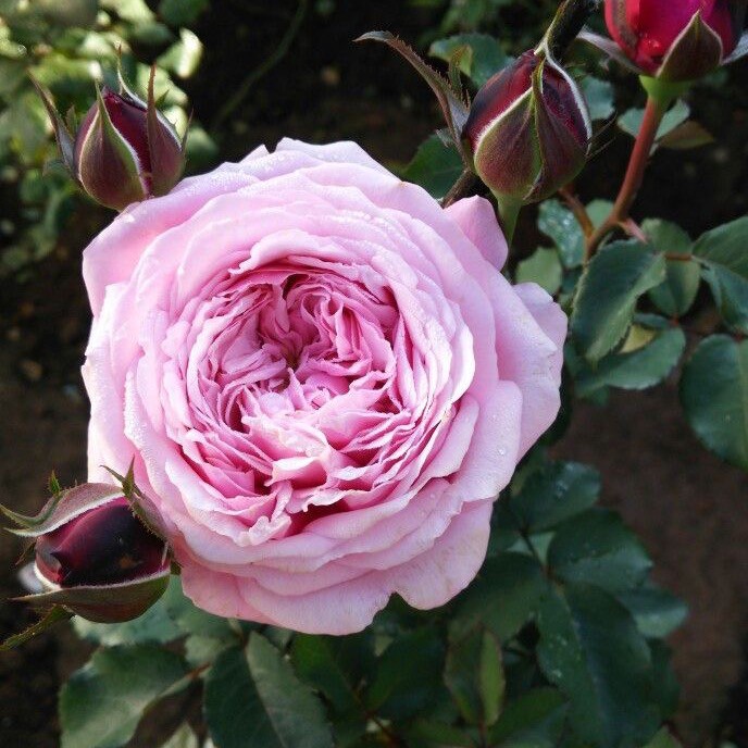 ADT- bunga mawar import SEOUR IMMANUEL - MAWAR RAMBAT WANGI- MAWAR WANGI