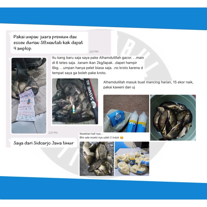 Essen Ikan Mas Paling Bagus, Essen Juara Untuk Lomba Mancing Ikan Mas Harian, Essen Ikan Mas