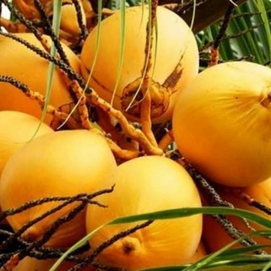 

HJK Buah kelapa gading kuning muda segar