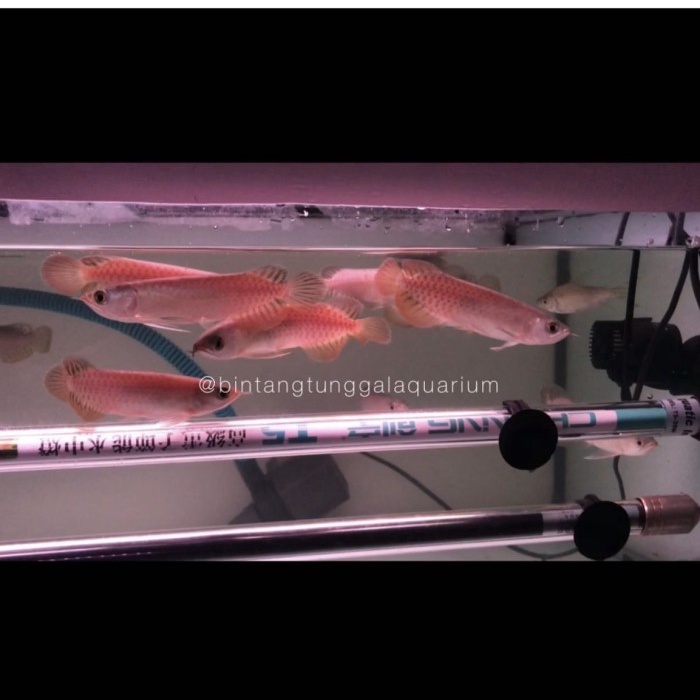 Arowana banjar red / arwana banjar red 12cm