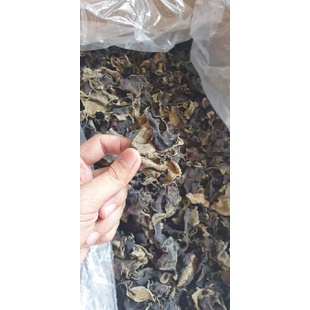 

Jamur kuping hitam bokji su 1dus 5kg