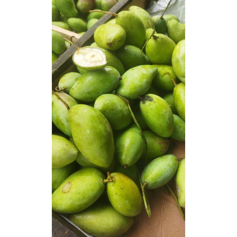 mangga jamson /mangga belah biji / mangga muda / mangga rujak / mangga mengkal / mangga tua / mangga