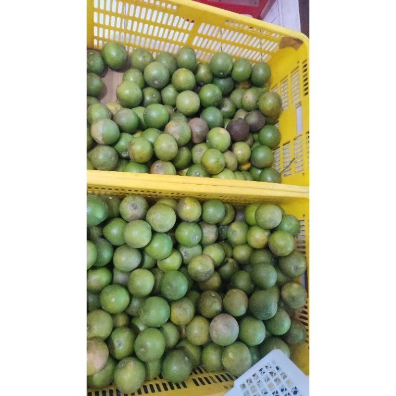 Jeruk baby java malang 1kg