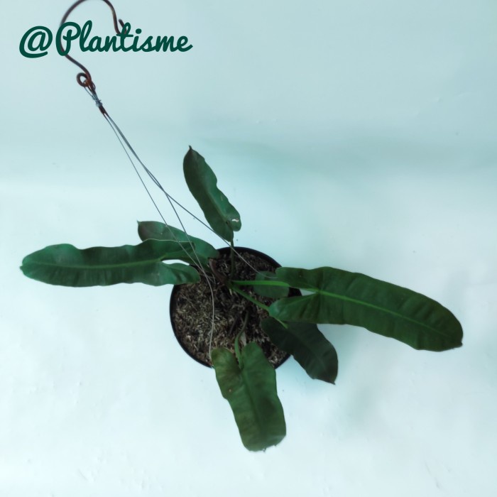 Tanaman Hias - Philodendron Atabapoense