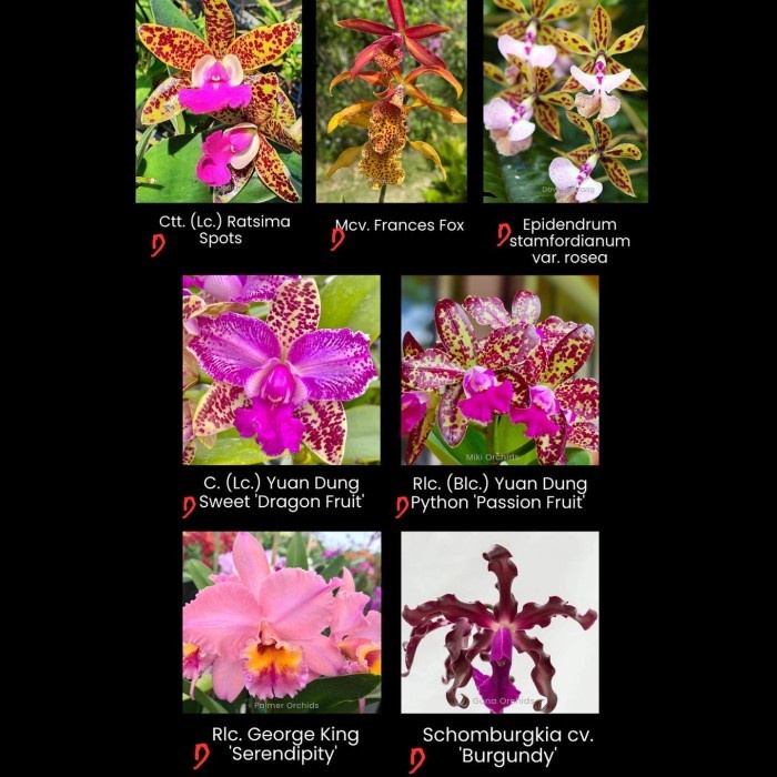 Promo Terbatas Anggrek Mcv Frances Fox - Cattleya Bumi Orchids Mericlone Aman