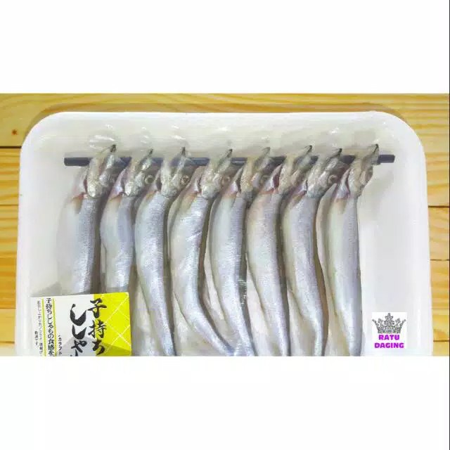 

Shisamo Fish / Ikan Capelin / Ikan Shisamo - Jaminan Gendut" & Telurnya Banyak