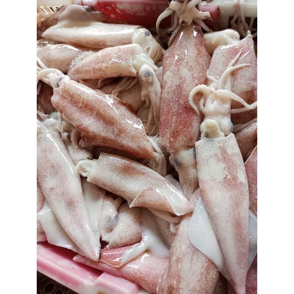 

CUMI BANGKA SEGAR 1KG