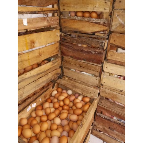 

Telur Ayam Negeri fresh dari bogor