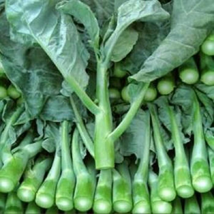 JTTOP" BENIH KAILAN HIBRIDA SAKURA F1 NEW DAY SEED - HARGA MURAH