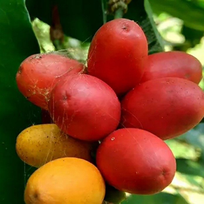 

emping melinjo super (mentah)