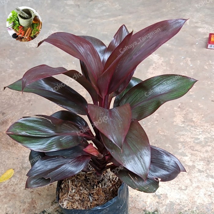 *Ready* Hanjuang Andong Mini/Andong Kemoceng