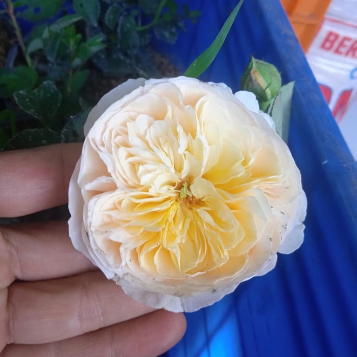 TANAMAN BUNGA MAWAR JULIET, MAWAR IMPORT ROSE JULIET, ROSE MANGKOK