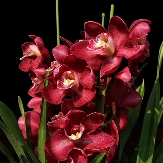 ANGGREK CYMBIDIUM AUSTRALIA RED