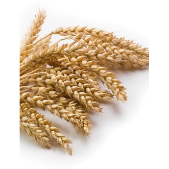 *TOP* GANDUM KERING HIAS 1 IKAT ISI 10PCS TANAMAN KERING HIASAN RUMAH