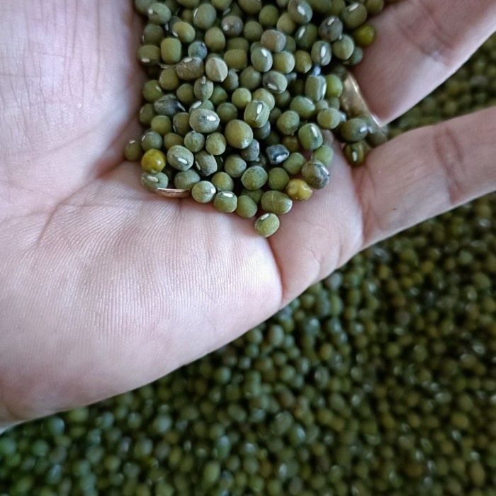 

(Good) Biji Kacang Hijau 1 kg Ijo Baru Panen Organik Super Food Multivitamin