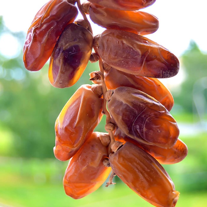 

Kurma Tunisia Madu 1 kg - Deglet Nour Dates