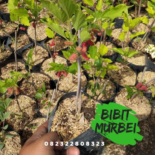 [BestSeller] Bibit Murbei Pohon Murbei Tanaman Murbei
