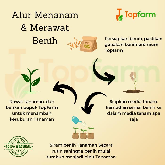 Benih Buncis Premium - Bibit Buncis / Benih Tanaman Buncis / Biji Buncis