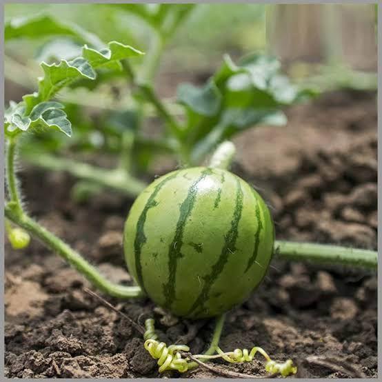 ( 50 Butir ) Benih Semangka Mini