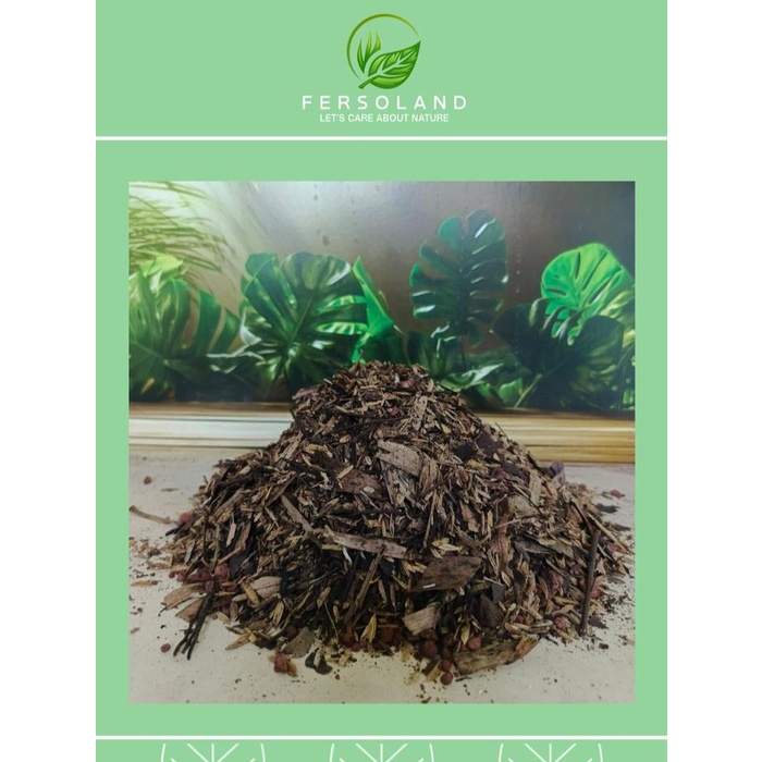 Media tanam aglonema Premium 3 kg / media tanam aglonema fermentasi Tanaman