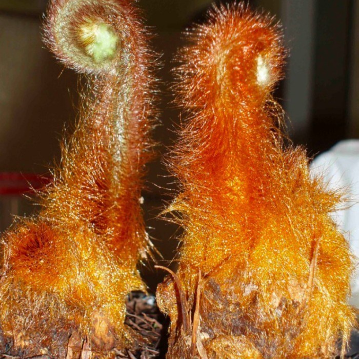 Tanaman hias pakis monyet mini /bibit pakis monyet hias