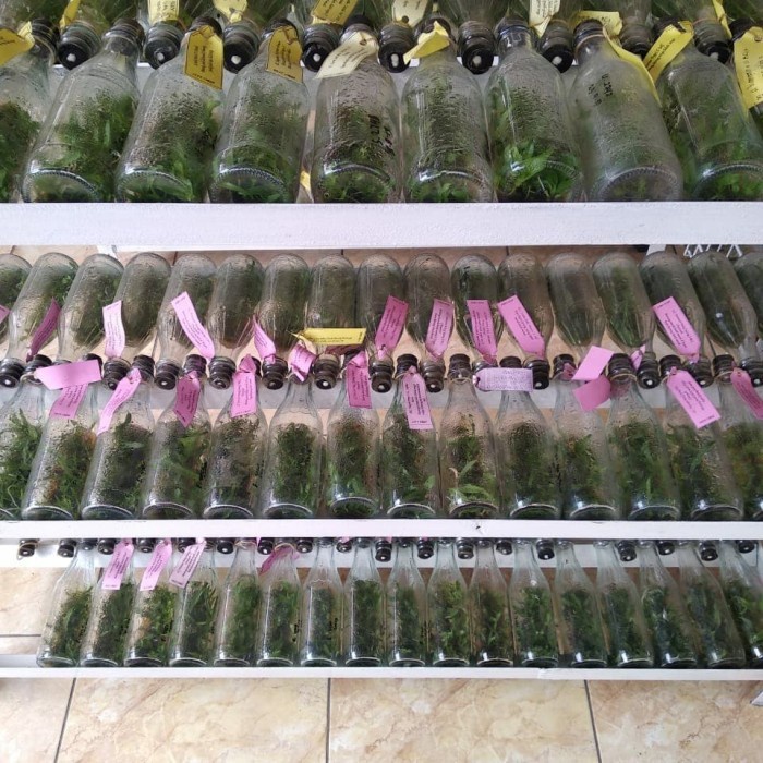 (BestSeller) bibit bunga anggrek bulan warna mix dalam botol