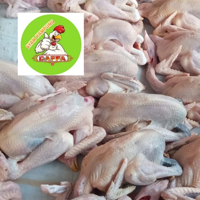 

(BestSeller) AYAM KAMPUNG SMALL 600-700gr
