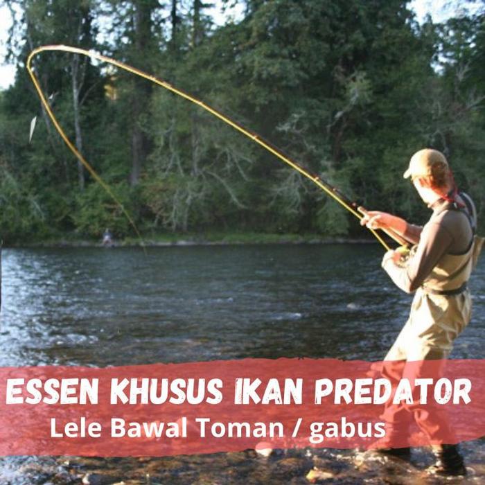 Ready Stock Essen Sh Khusus Ikan Lele Gabus Tomang Dan Bawal Si Hanyir Cod