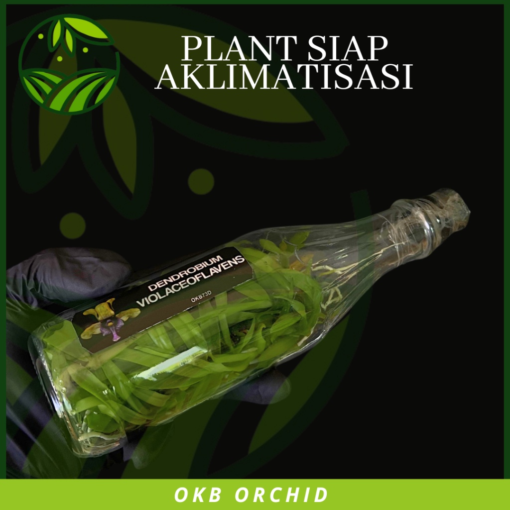 Anggrek Botolan Dendrobium Violaceoflavens Bibit Anggrek Dendro Besi Anggrek Besi {{ Ready Kak }}