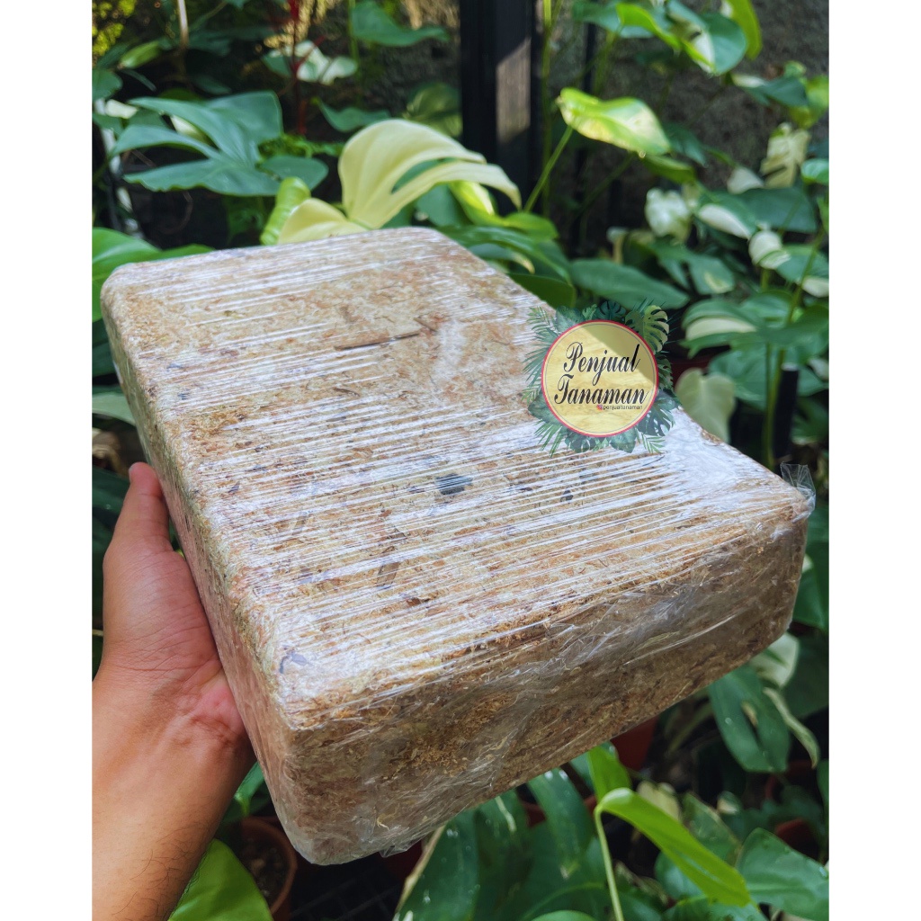 {{ Sphagnum Moss Chile 1kg Ready}}