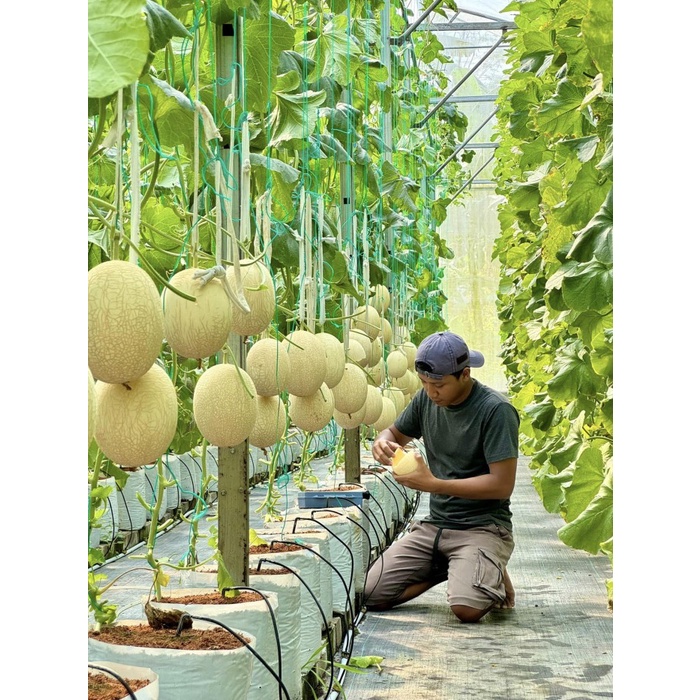 Ab Mix Melon & Tomat Baraponik 5 Liter Hidroponik High Quality