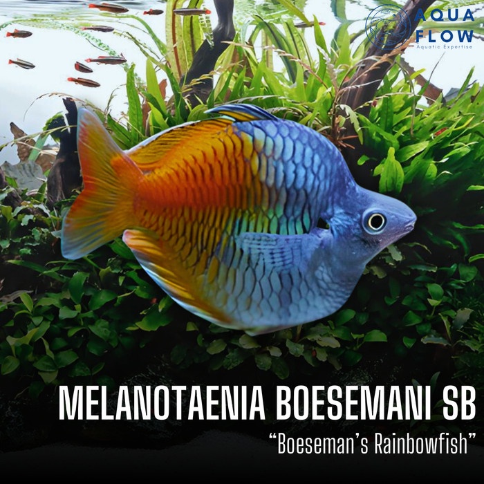 Ikan Rainbow Boesemani Shortbody Melanoaenia Boesemani / ikan hias / rainbowfish / aquascape