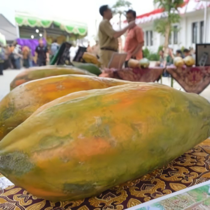 (BestSeller) Biji Benih Pepaya Raksasa F1 Import / Benih Pepaya Raksasa Langka Unik