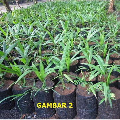 (BestSeller) Bibit Palem Merah Pohon Palem Merah Palem Lipstik Cyrtostachys lakka