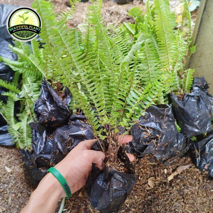 [BestSeller] Tanaman pakis kelabang/tanaman vertical garden pakis kelabang