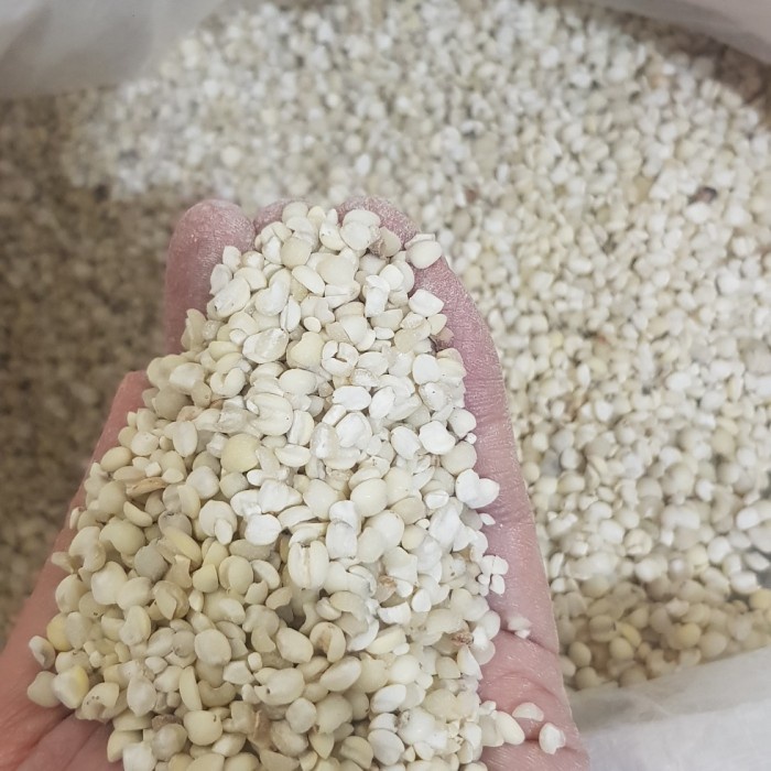 

( 1 KG ) IBI LAMPUNG JALI JALI LOKAL YI BI YI MI YIBI I BI JALIJALI
