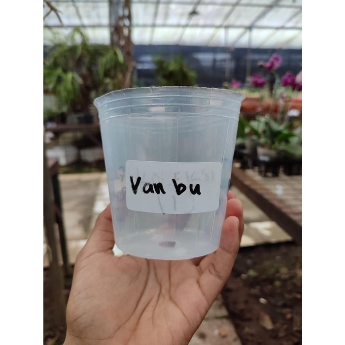 

Barang Terlaris Pot Putih Polos Satuan Vanbu Cod