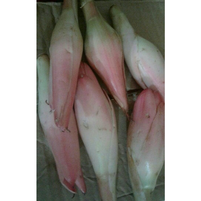 

Kecombrang / Kincung 1 kg