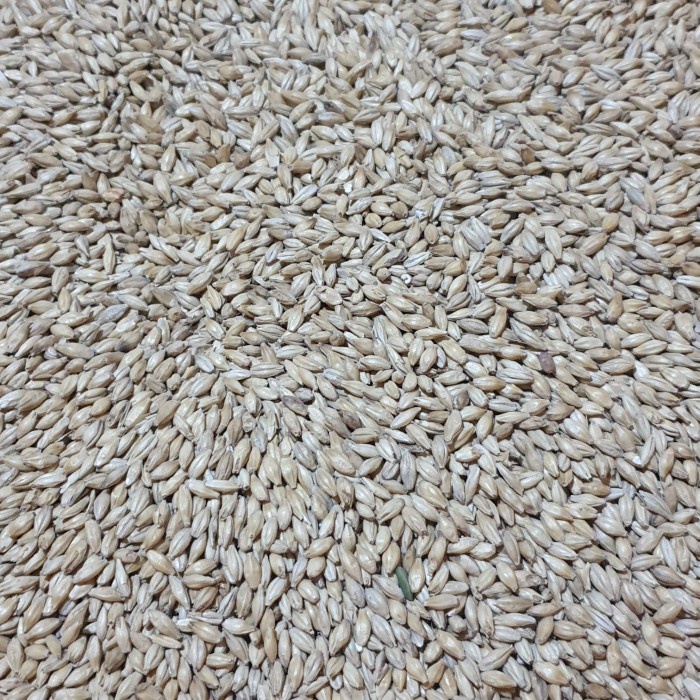 

Imatton premium import AUS PILSEN malt grain homebrew craftbeer