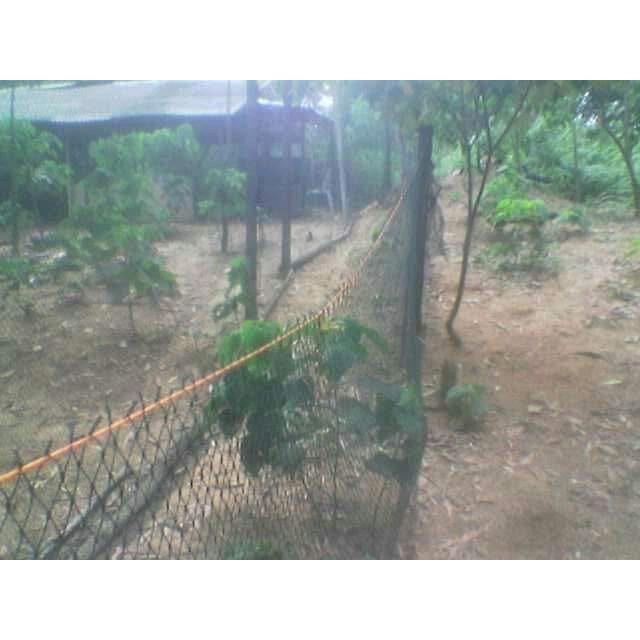 Terbaru jaring pagar ayam dan bebek ukuran 2x50meter Berkualitas