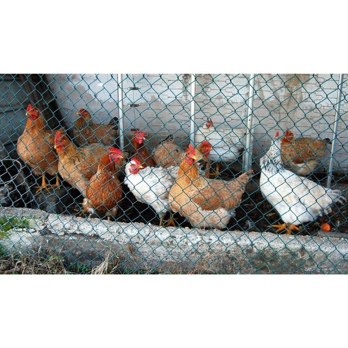 Terbaru Jaring Ayam Jaring Pagar Ayam 1,2 Meter Jaring nilon Pagar Kandang Berkualitas