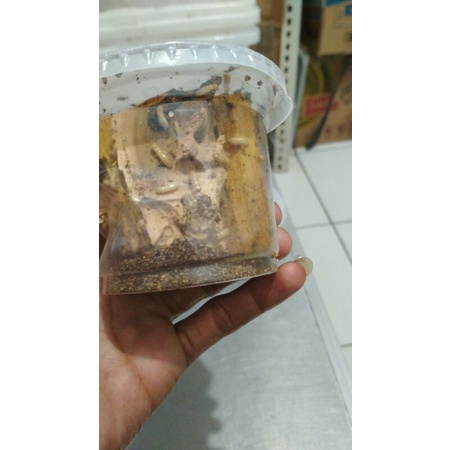 POA PUA rengas rangas