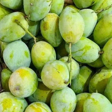 

Mangga Indramayu 500 gr/1 kg WE!