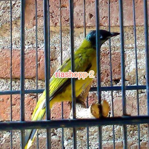 burung kutilang sutra gacor dorr mewah