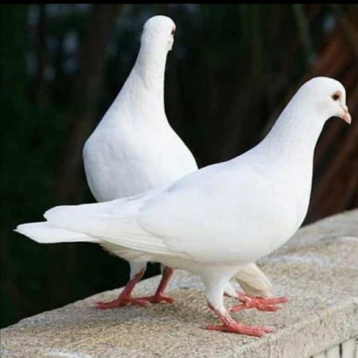 Burung Dara, Merpati Putih, Sepasang