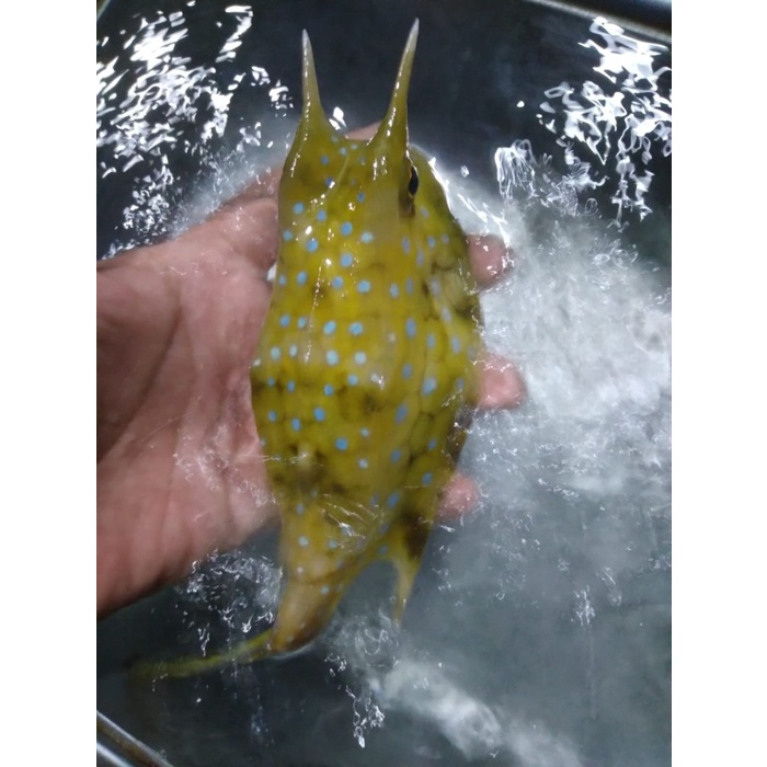 Buntal SAPI Size XL - Ikan Hias Air Laut