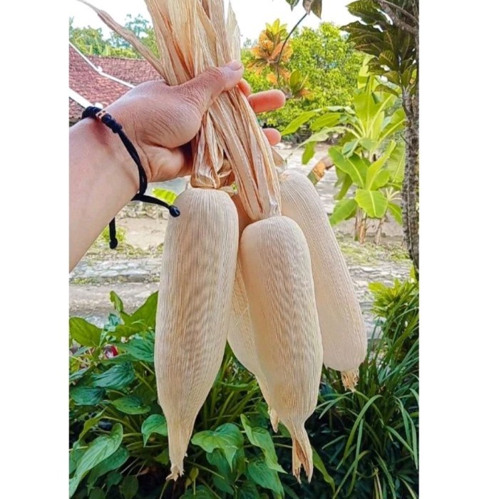 

Jagung utuh,jagung tua kering masih utuh, untuk craft,backdroop,4 buah