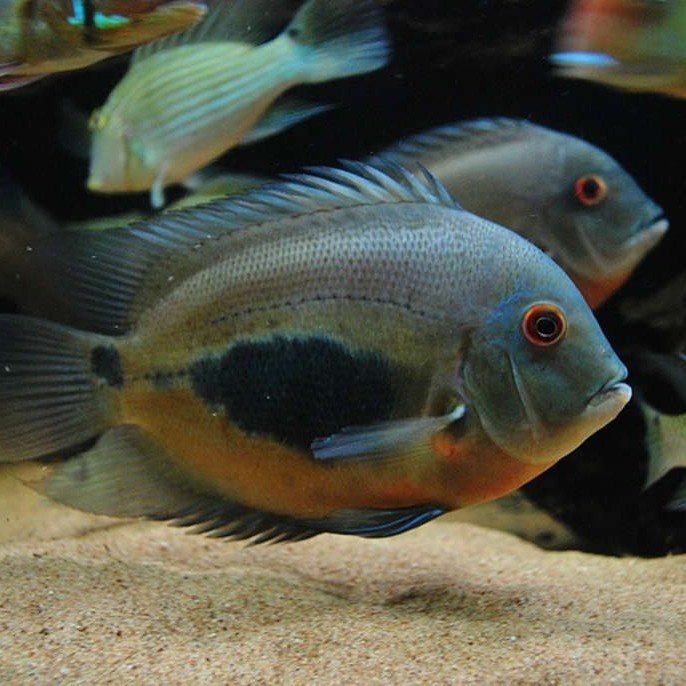 ikan uaru cichlid